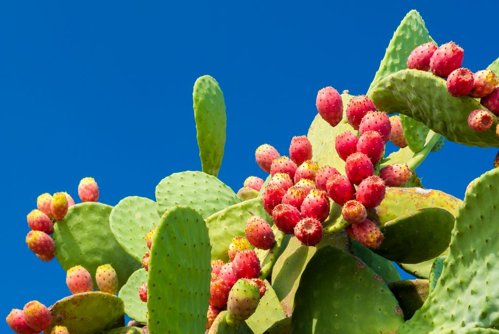 prickly pear artpaper